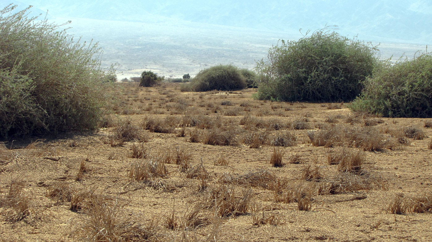 Солончак Эврона, image of landscape/habitat.
