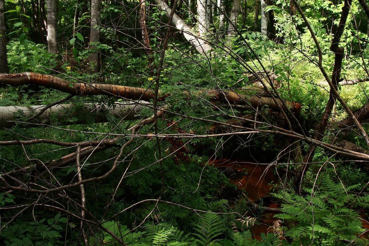 Комсомольск и окрестности, image of landscape/habitat.