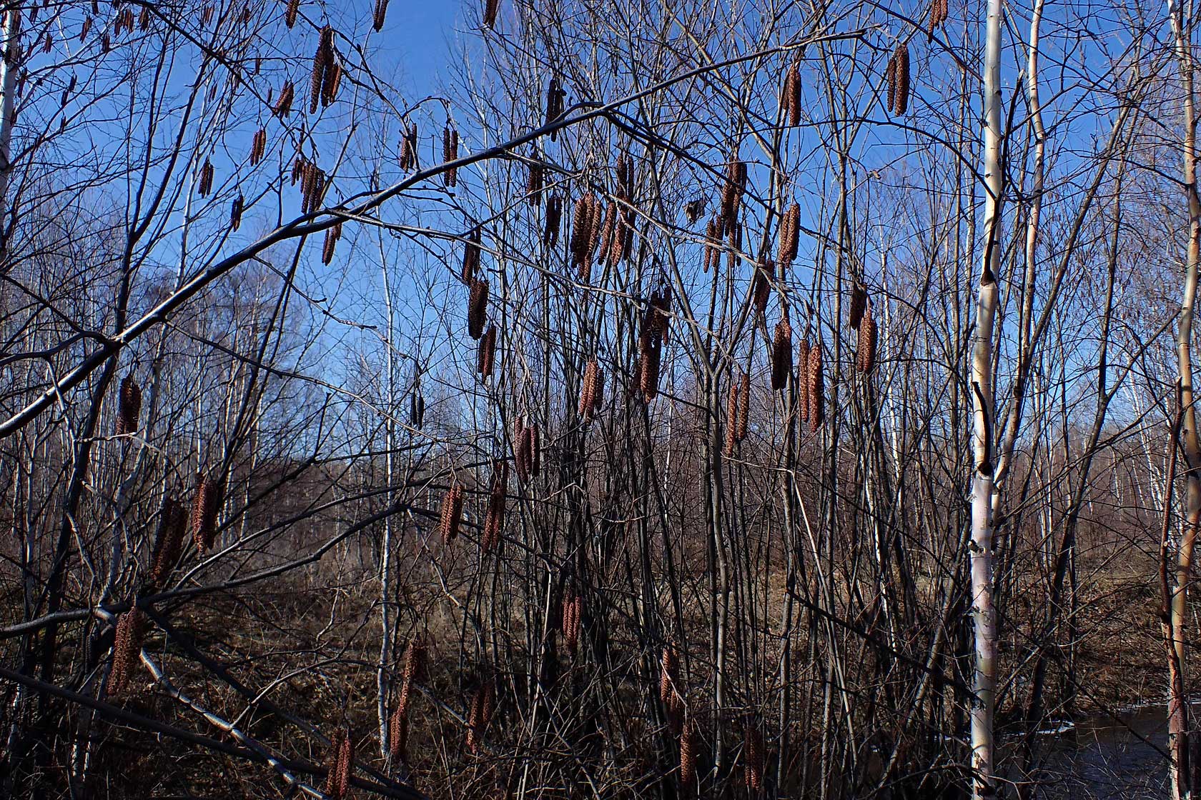 Комсомольск и окрестности, image of landscape/habitat.