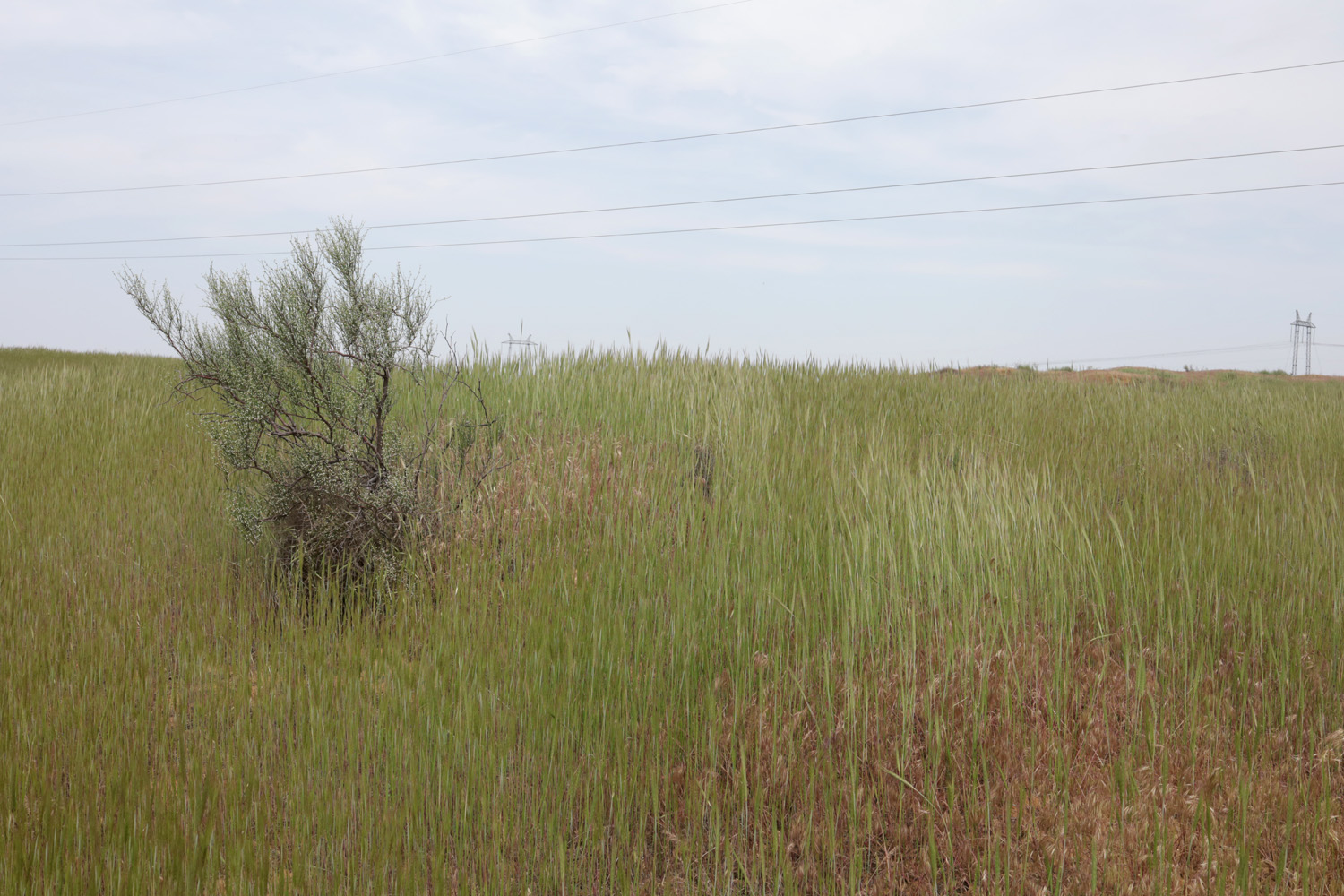 Пески в окрестностях пос. Досанг, image of landscape/habitat.