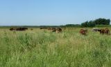 Дельта Дона, image of landscape/habitat.