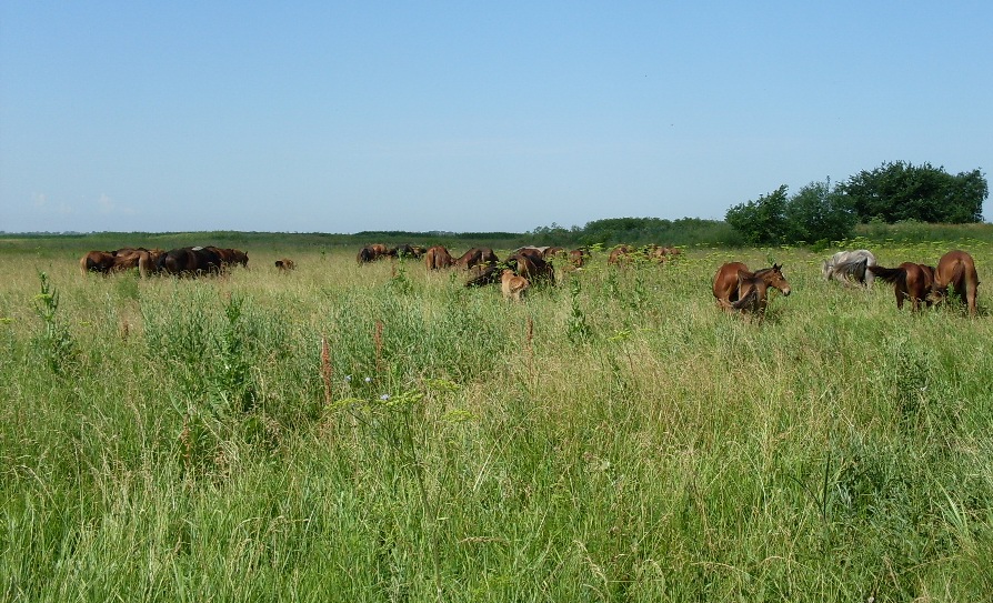 Дельта Дона, image of landscape/habitat.