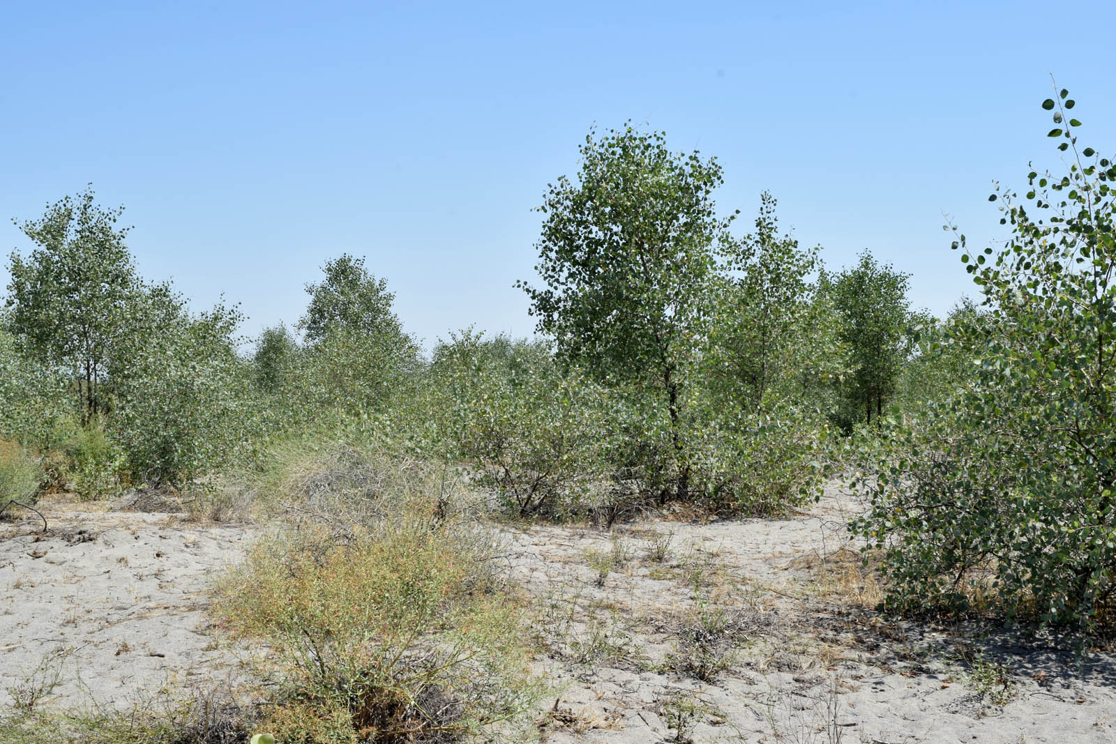 Пески Язъяван, Улугнарский район, image of landscape/habitat.