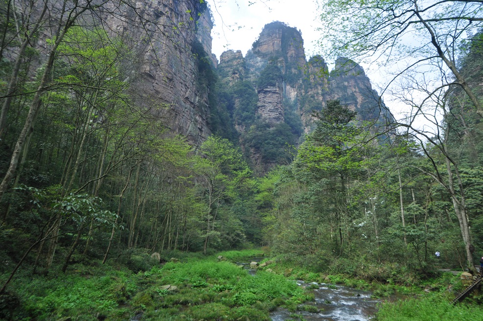 Долина ручья Золотой Кнут, image of landscape/habitat.