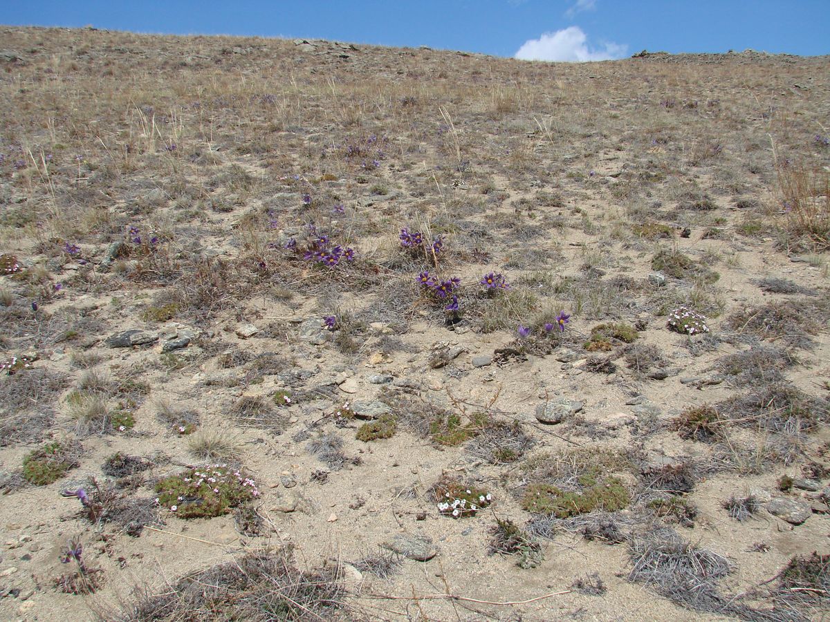 Тажеранская степь, image of landscape/habitat.