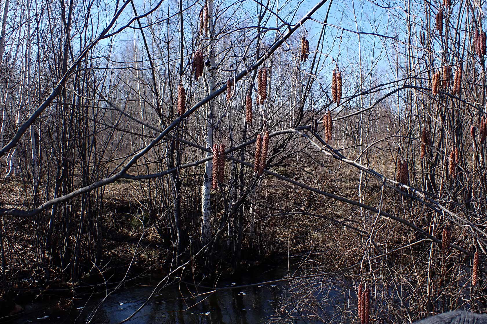 Комсомольск и окрестности, image of landscape/habitat.