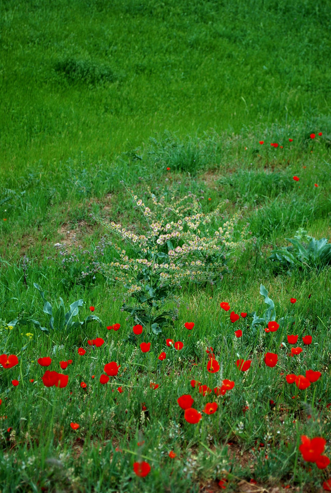 Поселок Улугбек, СЗЗ, image of landscape/habitat.