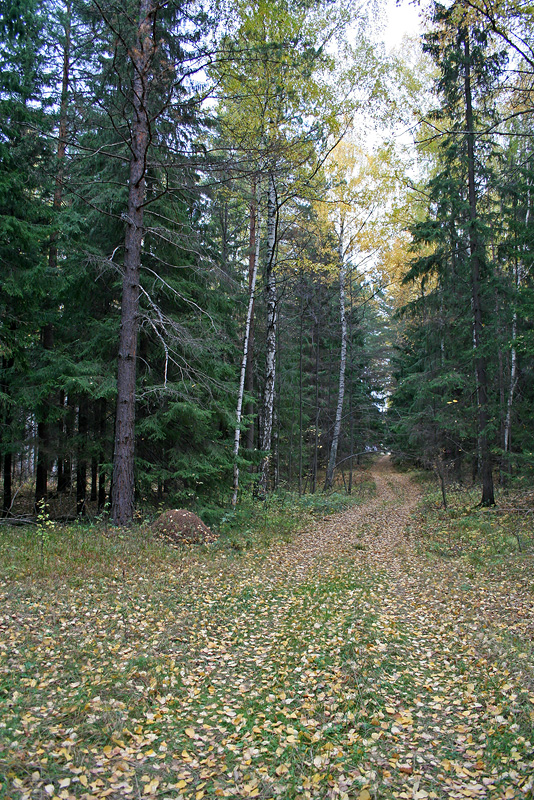 Большой Бор, image of landscape/habitat.