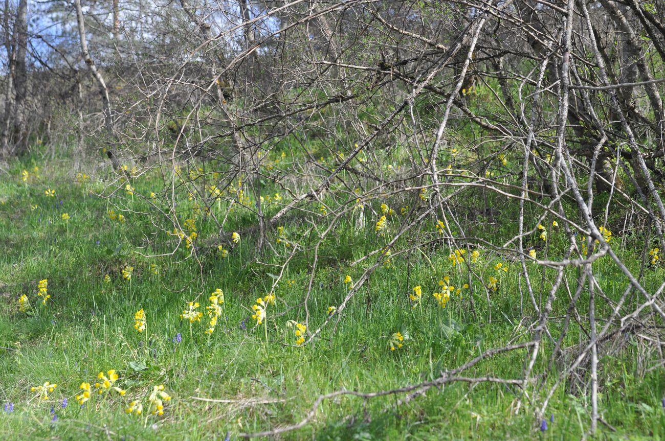 Окрестности монастыря Сапара, image of landscape/habitat.