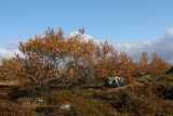 Image of landscape