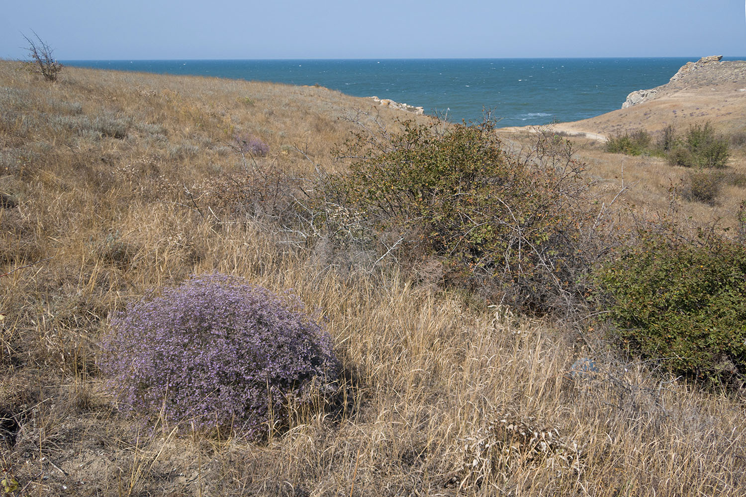 Балка у Генеральских пляжей, image of landscape/habitat.