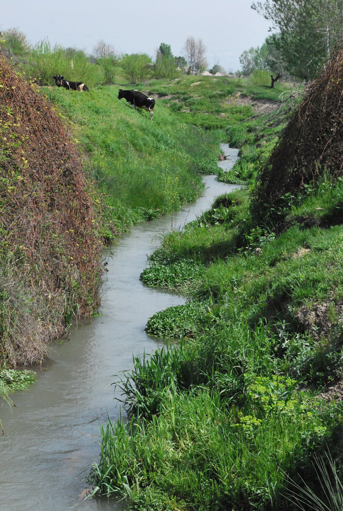 Поселок Улугбек, СЗЗ, image of landscape/habitat.