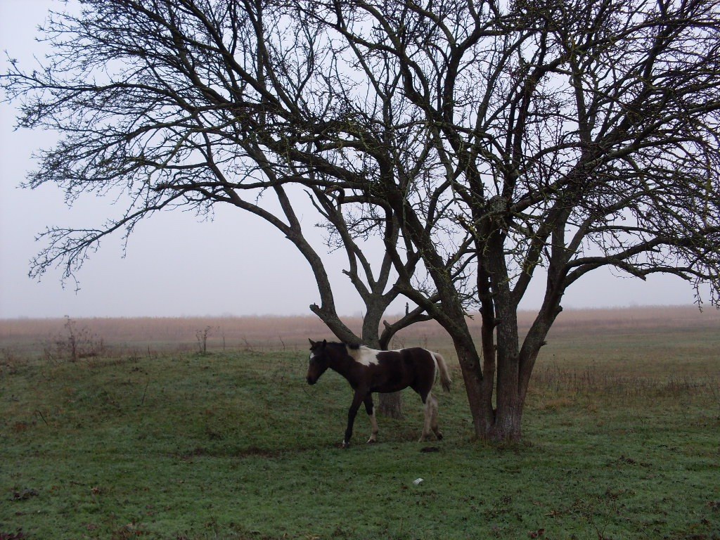 Дельта Дона, image of landscape/habitat.