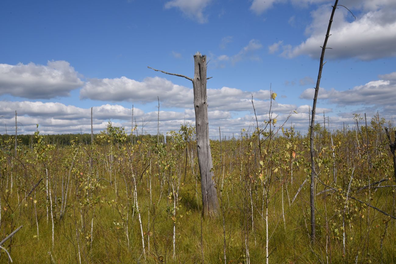 Большое Игнатовское болото, image of landscape/habitat.