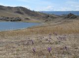 Тажеранская степь, image of landscape/habitat.