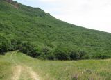 Тарки-Тау, image of landscape/habitat.