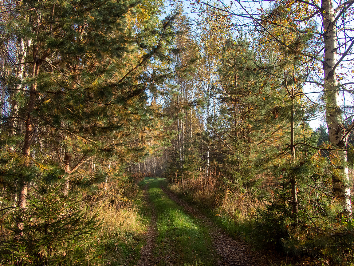 Замятино, image of landscape/habitat.