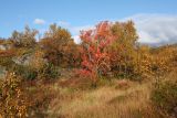 Горелая сопка, image of landscape/habitat.