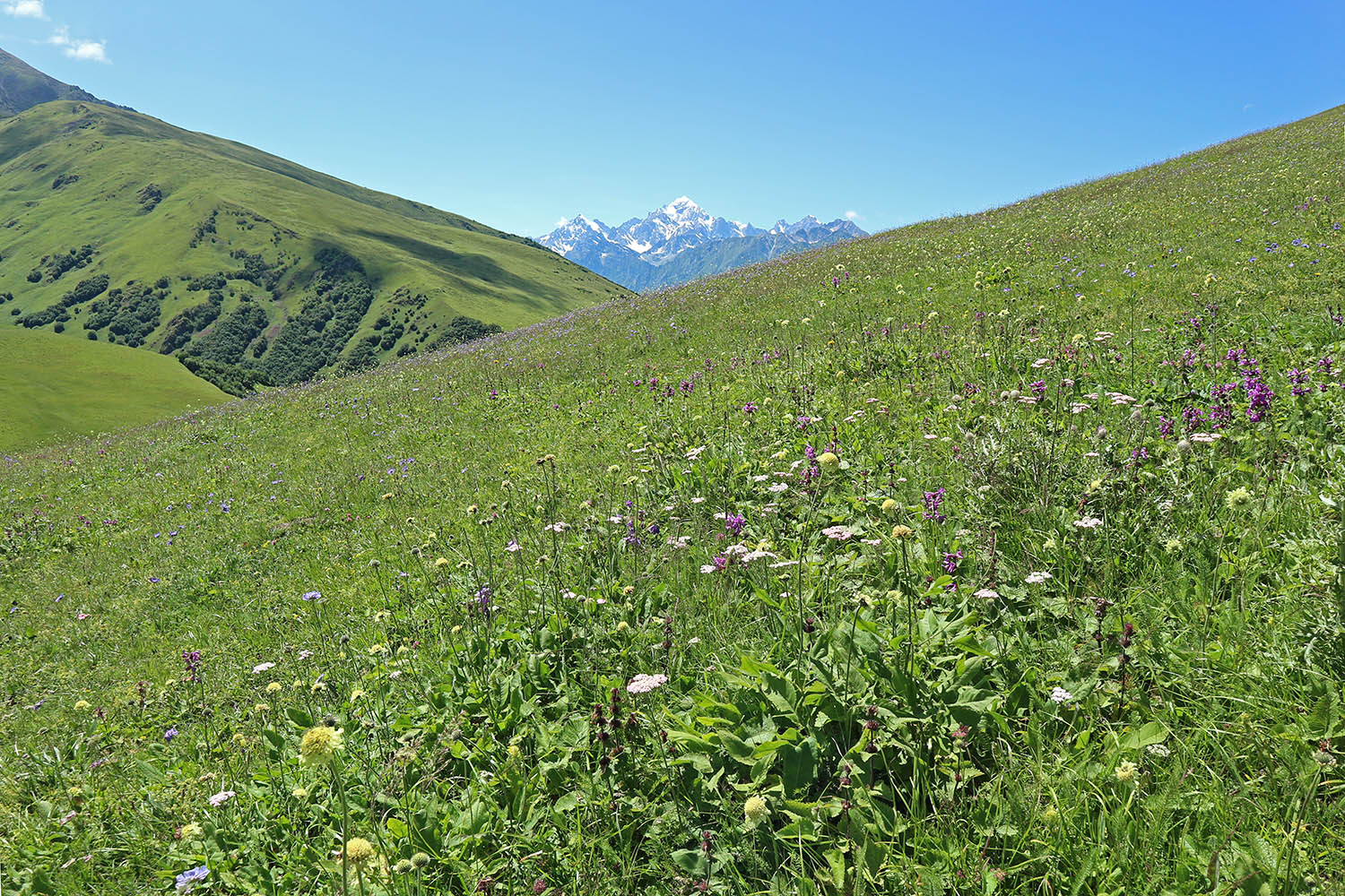 Перевал Курноят, image of landscape/habitat.