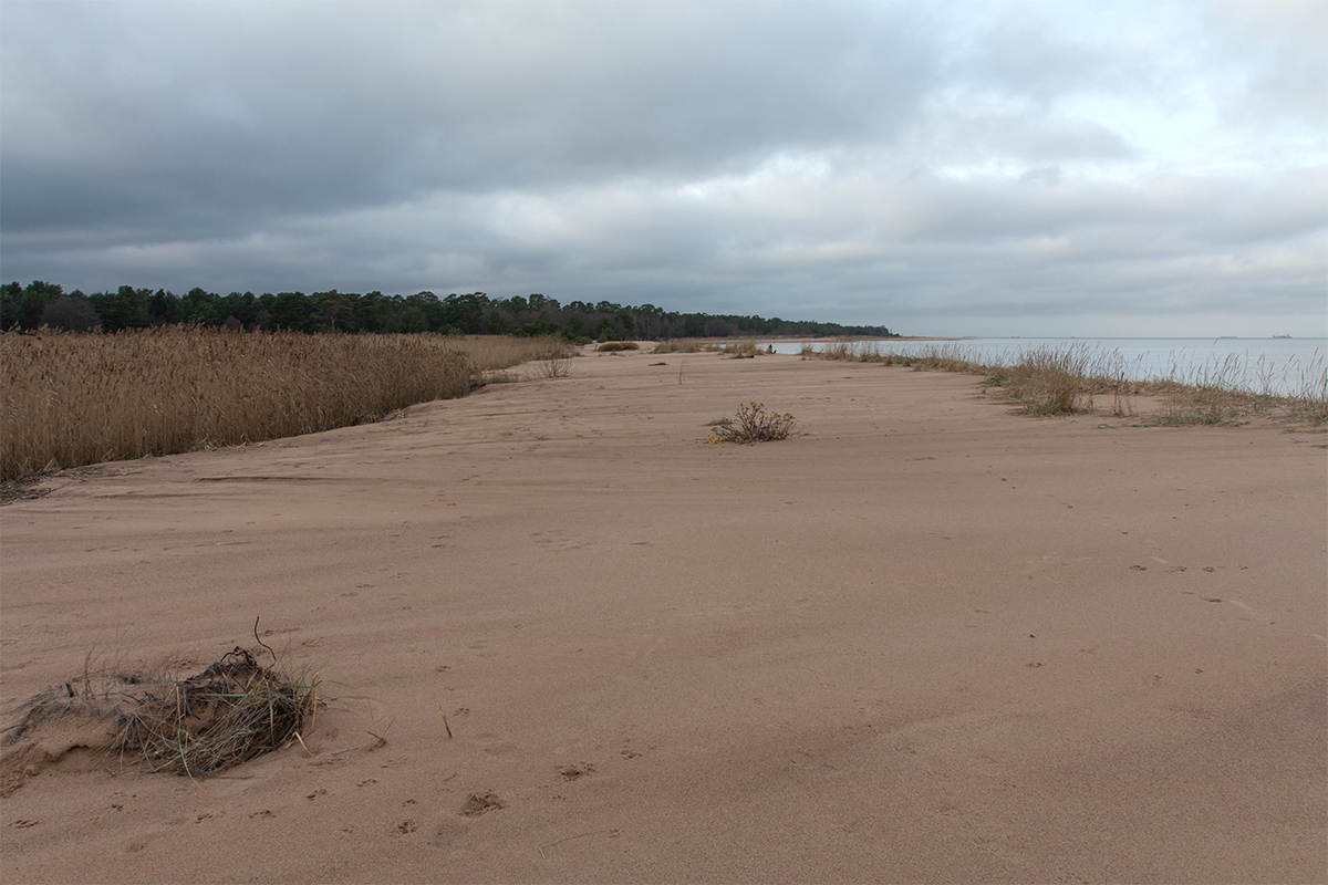 Большая Ижора, image of landscape/habitat.