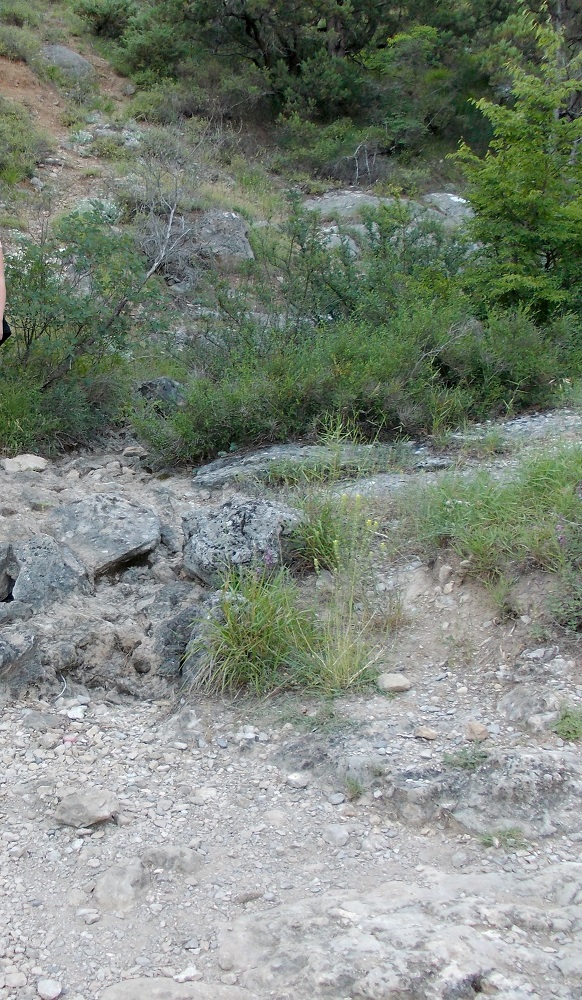 Боткинская тропа, image of landscape/habitat.