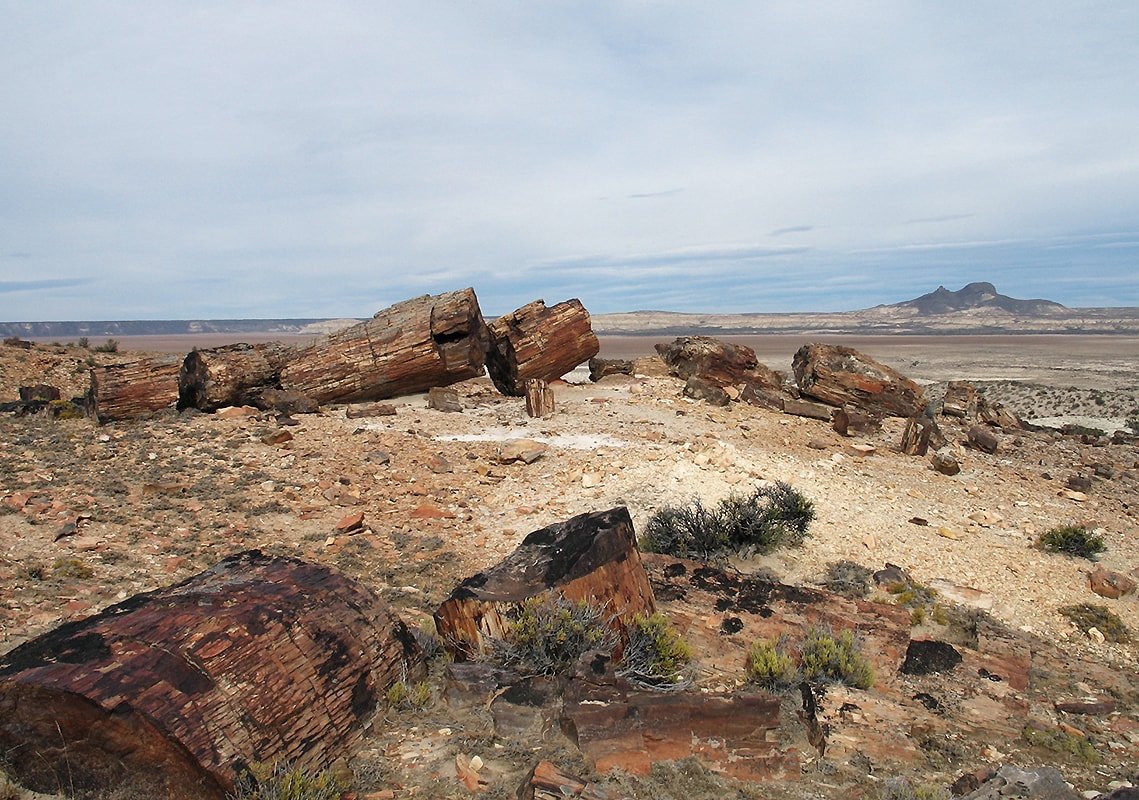 Окаменевший лес в Патагонии, image of landscape/habitat.