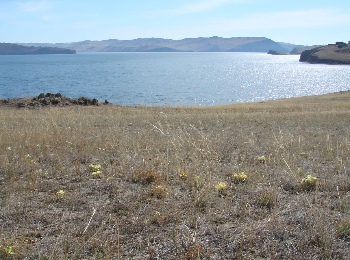 Тажеранская степь, image of landscape/habitat.