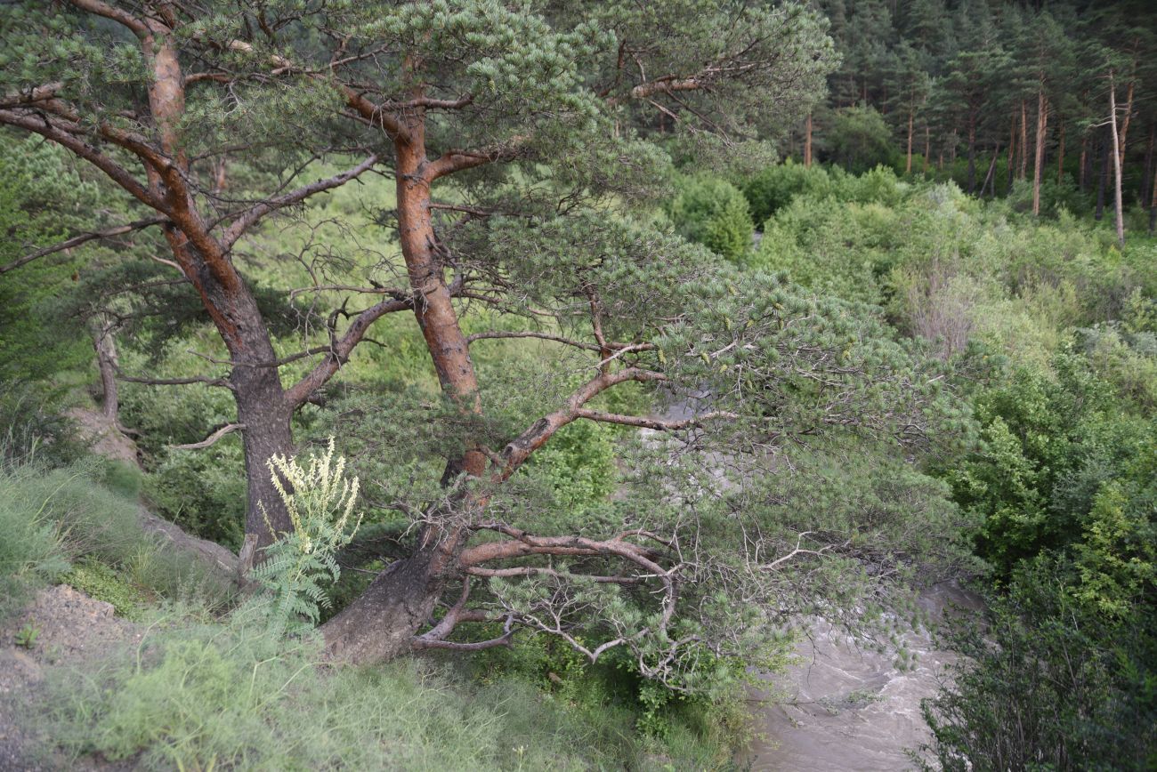 Нижнее течение реки Гулойхи, image of landscape/habitat.