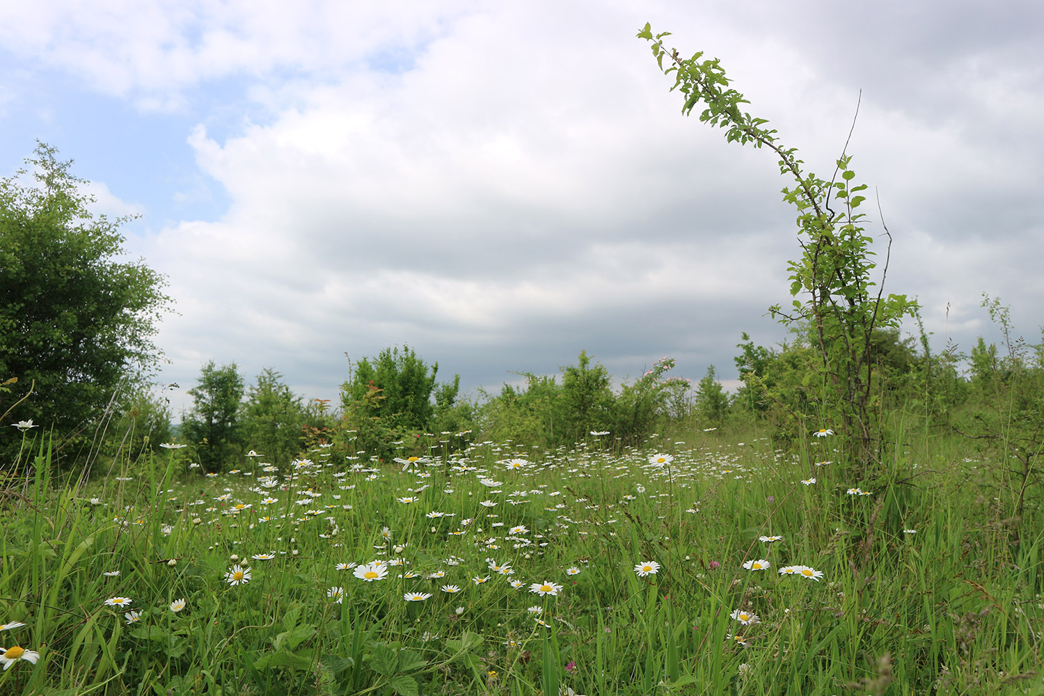 Заброшенные сады, image of landscape/habitat.