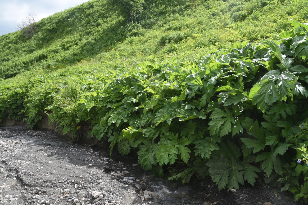 Верховья Цесиахк, image of landscape/habitat.
