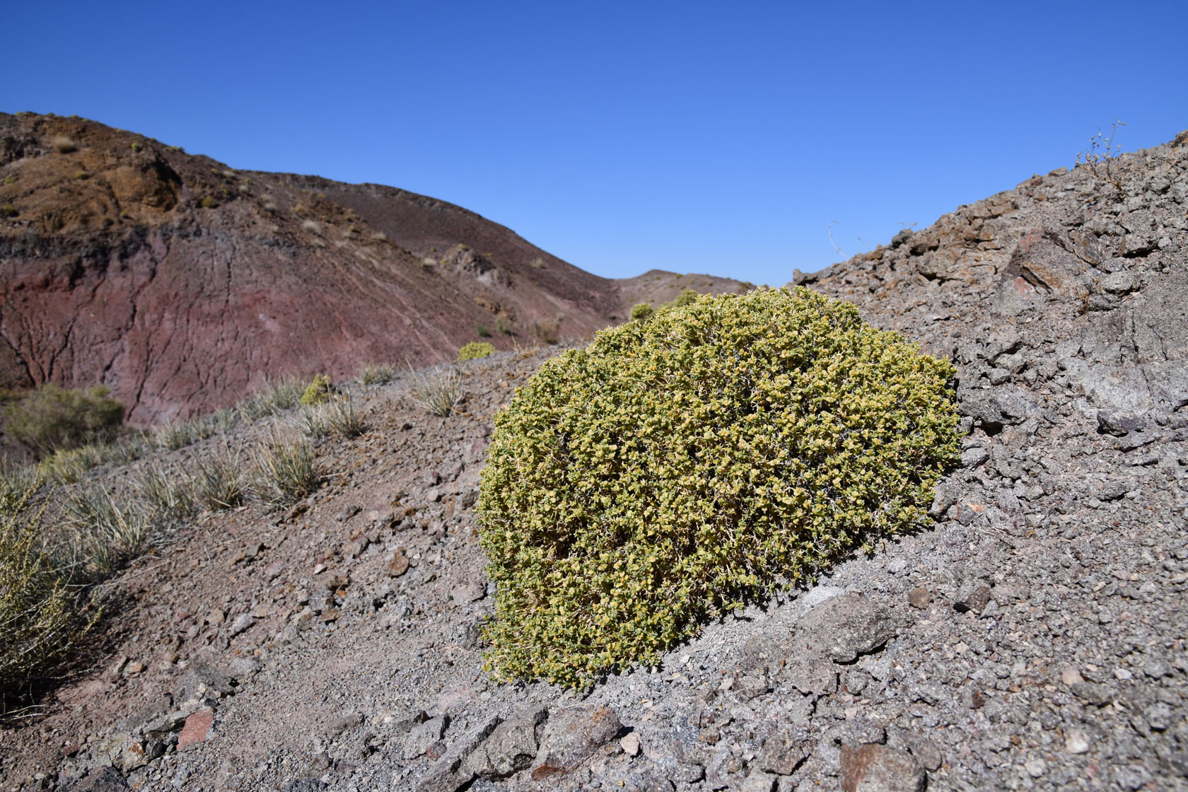 Горы Улькен-Богуты, image of landscape/habitat.