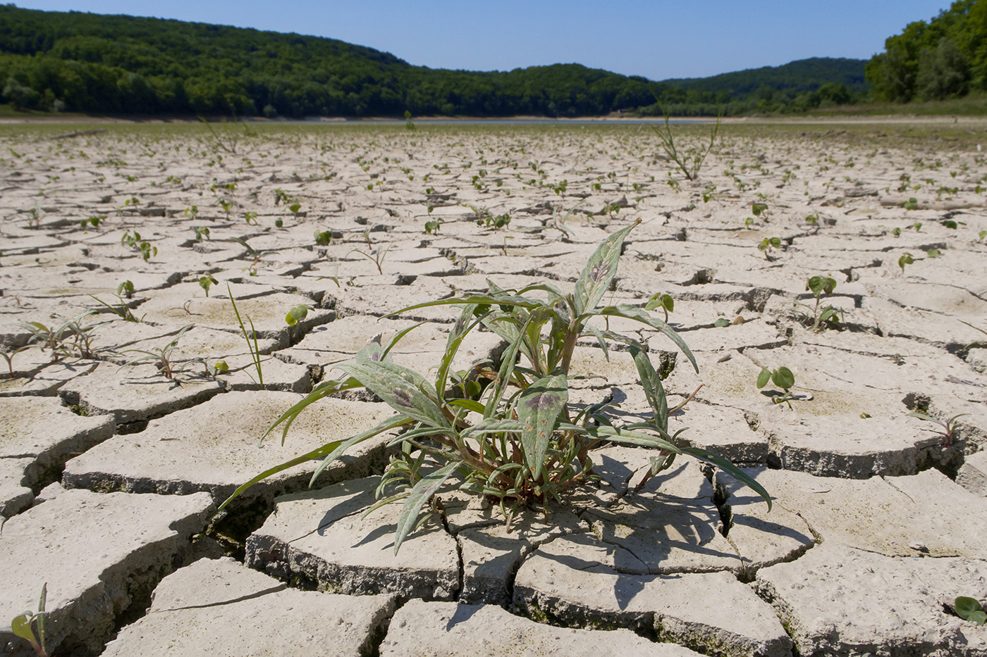 Красный Псебепс, image of landscape/habitat.