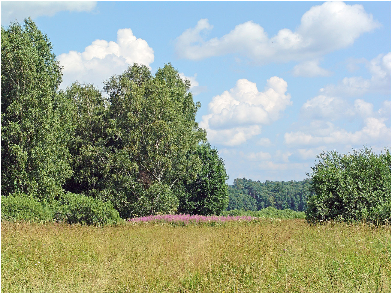 Вазуза, image of landscape/habitat.