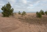 Большая Ижора, image of landscape/habitat.