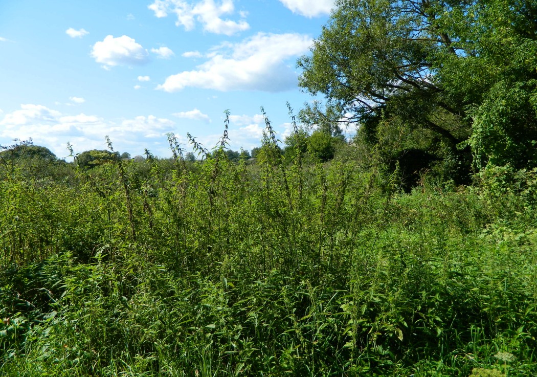 Каспля, image of landscape/habitat.