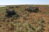 Басыкара, image of landscape/habitat.