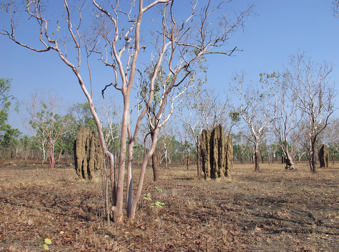Kakadu, изображение ландшафта.