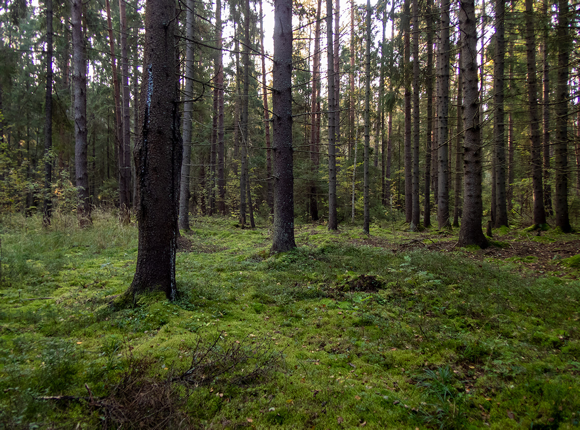 Замятино, image of landscape/habitat.