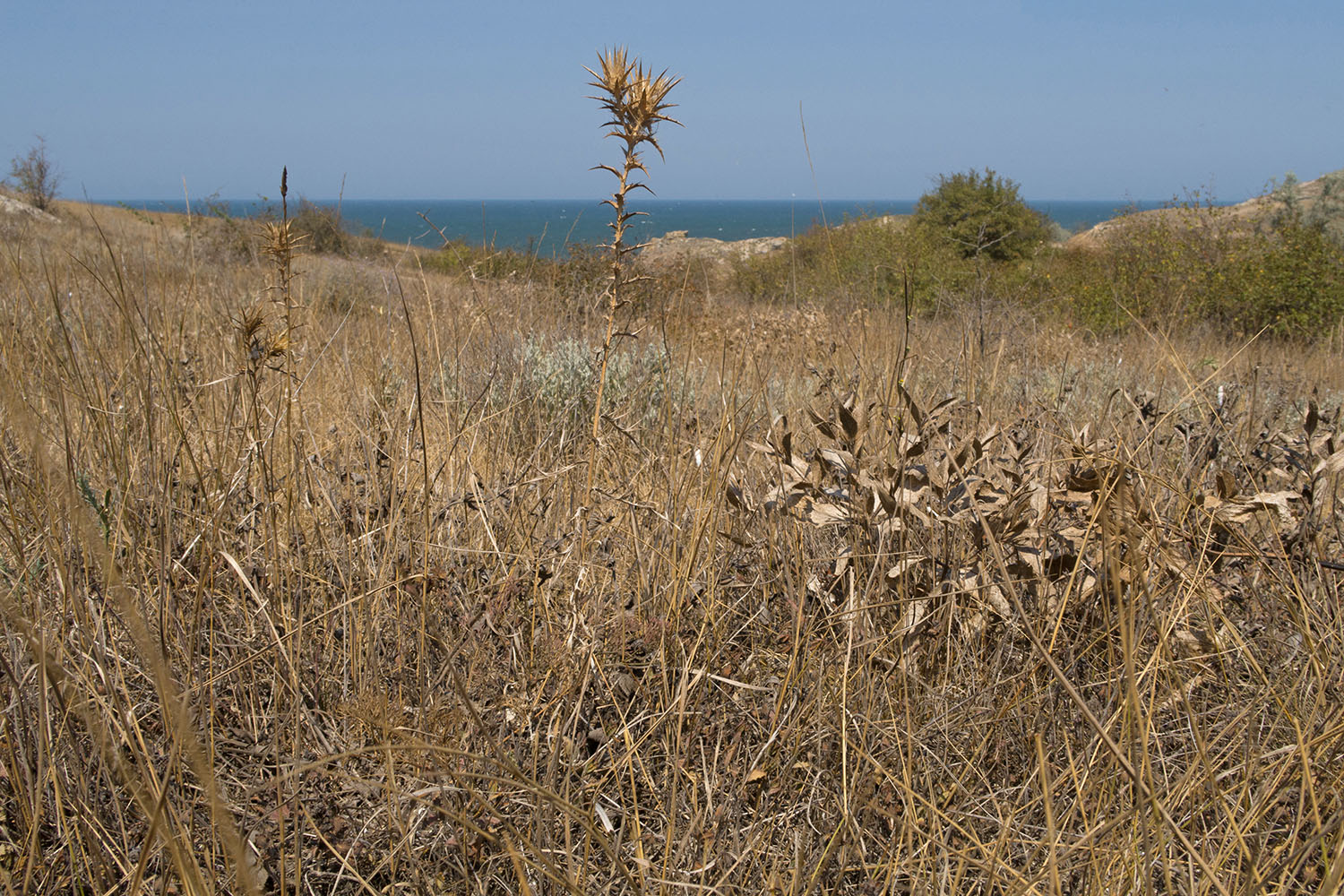 Балка у Генеральских пляжей, image of landscape/habitat.