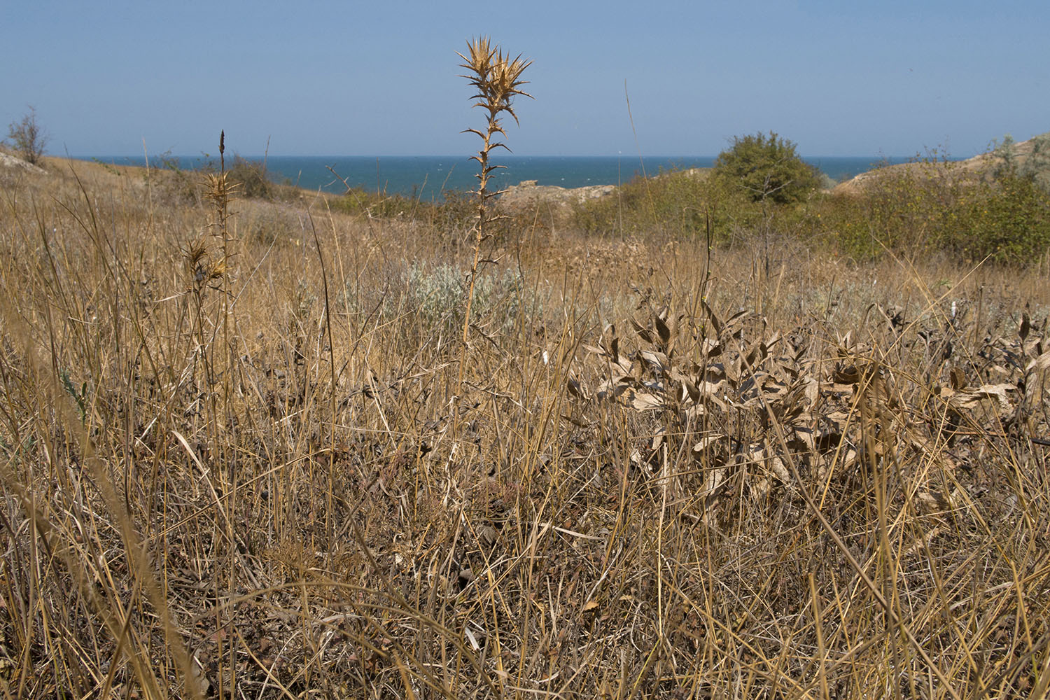 Балка у Генеральских пляжей, image of landscape/habitat.