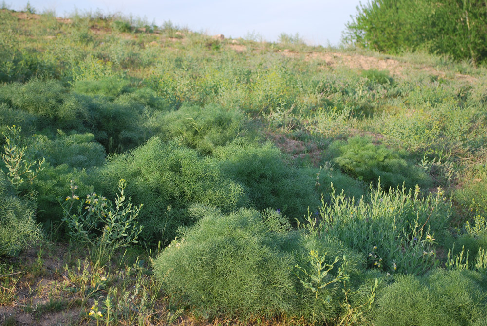 Поселок Улугбек, СЗЗ, image of landscape/habitat.