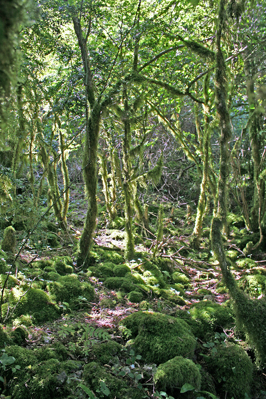 Иверская гора, image of landscape/habitat.