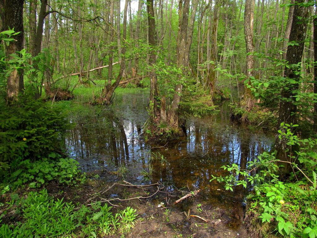 Попковицкий Лес, image of landscape/habitat.