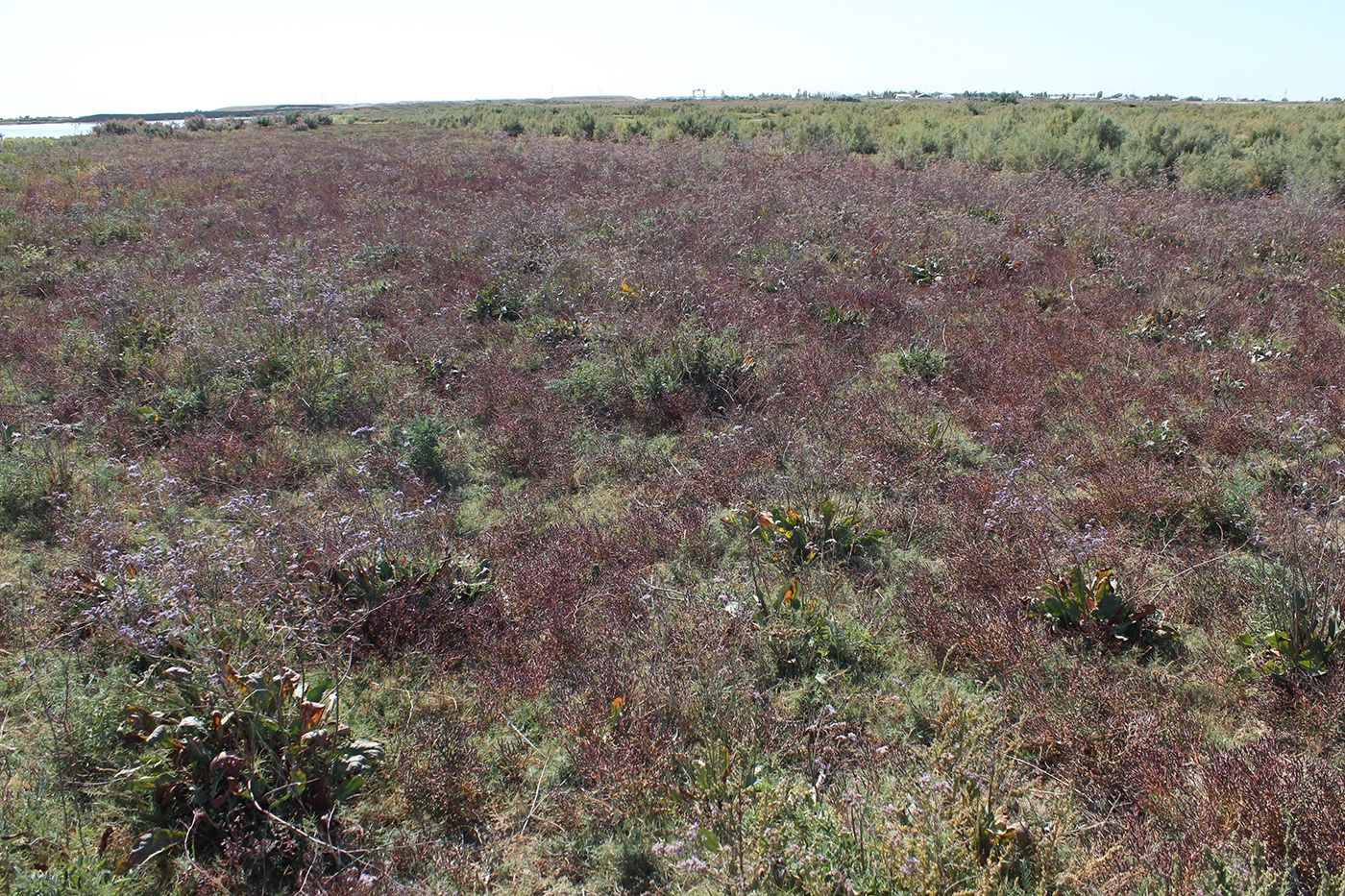 Басыкара, image of landscape/habitat.