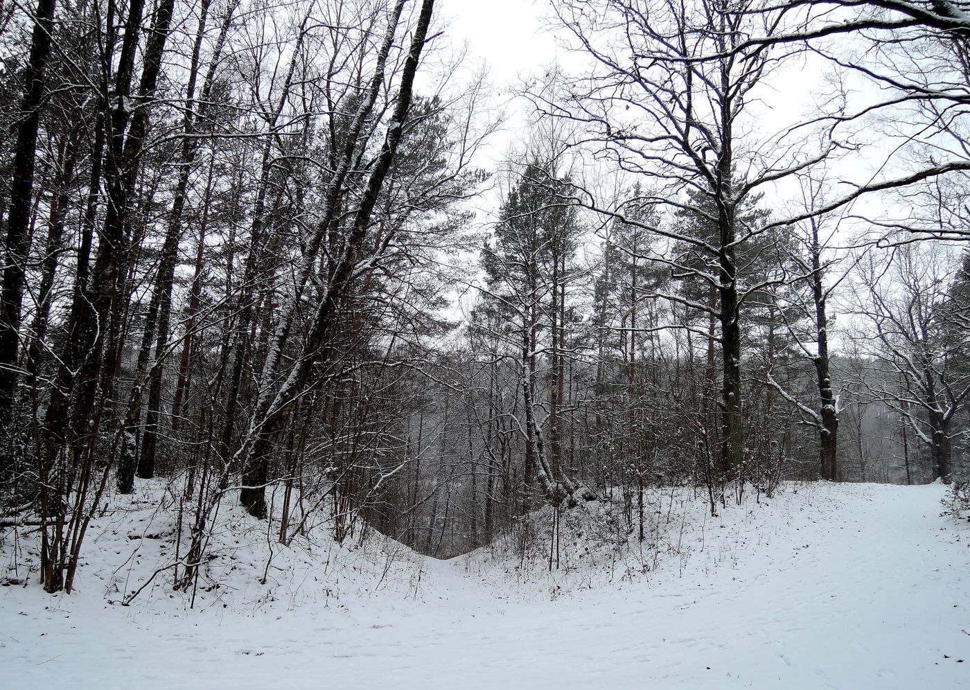 Лесопарк Пышки, image of landscape/habitat.