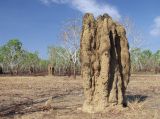 Kakadu, image of landscape/habitat.