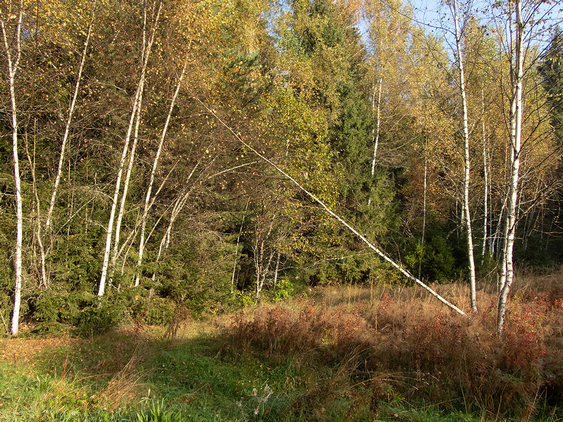 Замятино, image of landscape/habitat.