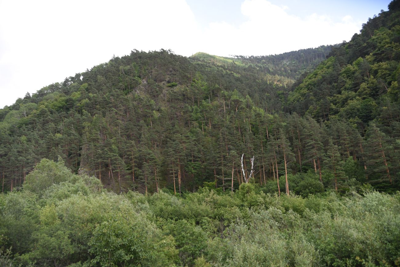 Нижнее течение реки Гулойхи, image of landscape/habitat.