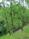 Image of landscape