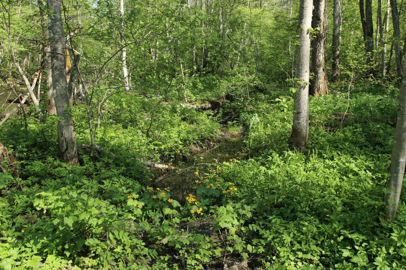 Ламошка, image of landscape/habitat.